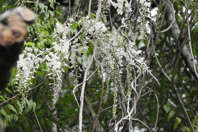 DSCN3886.jpg