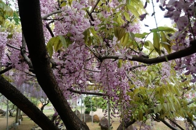 P1003868.jpg