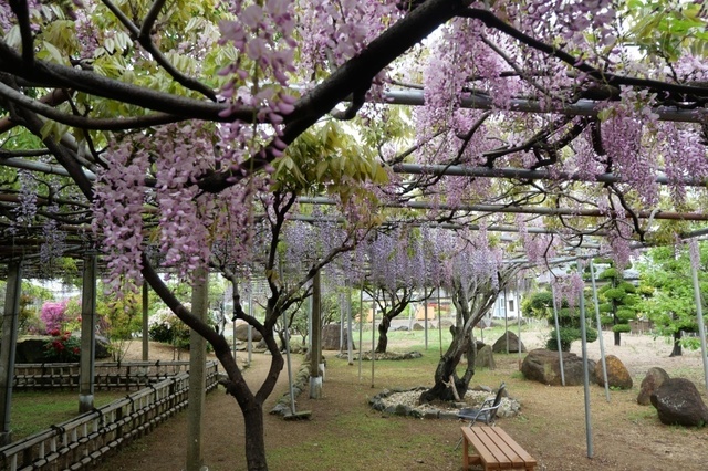 P1003869.jpg