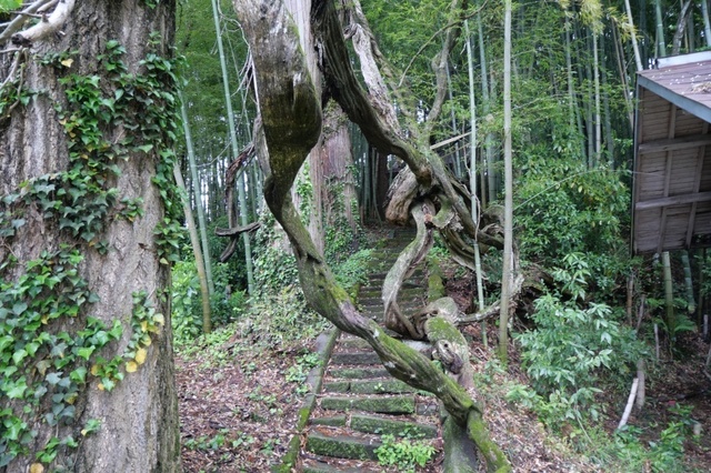 P1003911.jpg