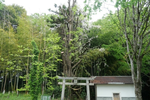 P1003927.jpg