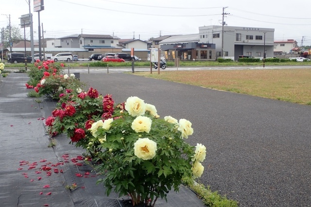P5100013.jpg